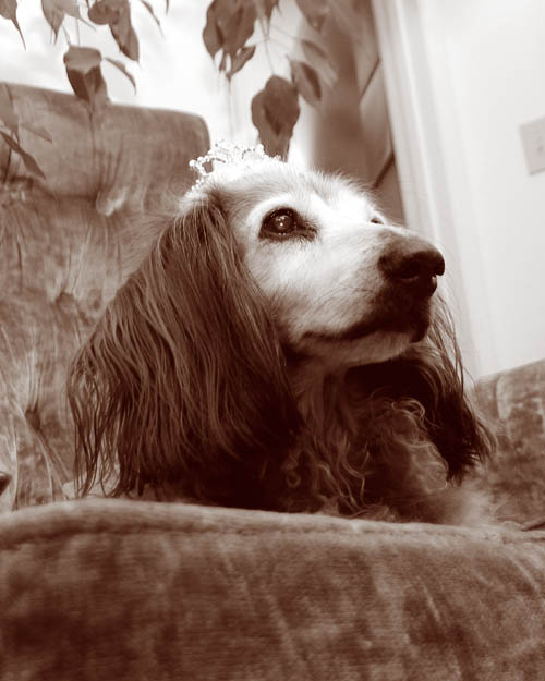 Dutchess Agatha Love