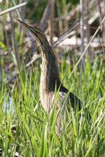 American Bittern