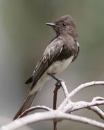 Black Phoebe