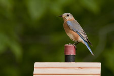 Eastern Bluebird