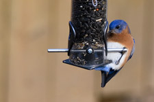 Eastern Bluebird