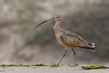 Long-billed Curlew