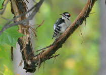 Downy Woodpecker