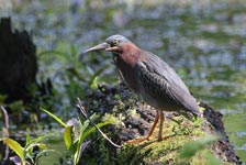 Green Heron