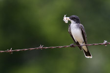 Eastern Kingbird