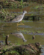 Lesser Yellowlegs