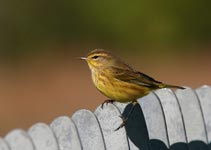 Palm Warbler