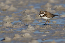 Semipalmated Plover