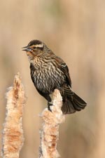 Female Red-Winged Blackbird