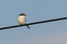 Loggerhead Shrike