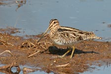 Common Snipe