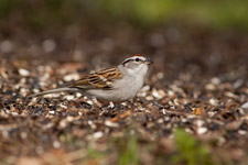 Chipping Sparrow