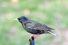 European Starling