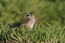 White Crowned Sparrow