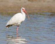 White Ibis