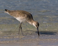 Willet