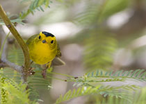 Wilson's Warbler